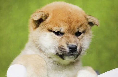 柴犬