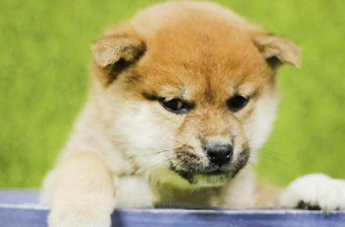 柴犬