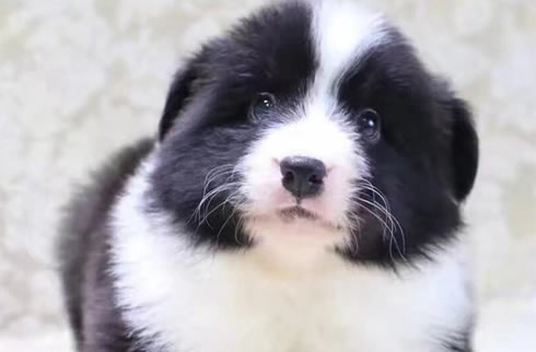 边境牧羊犬