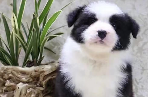 边境牧羊犬