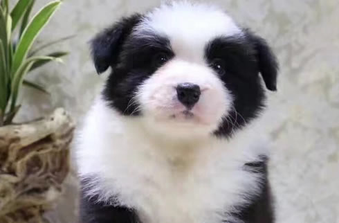 边境牧羊犬