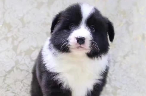 边境牧羊犬