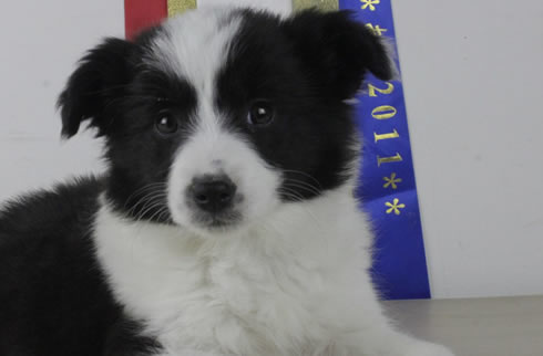 边境牧羊犬