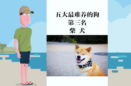 五大最难养的狗之柴犬