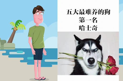 五大最难养的狗之哈士奇