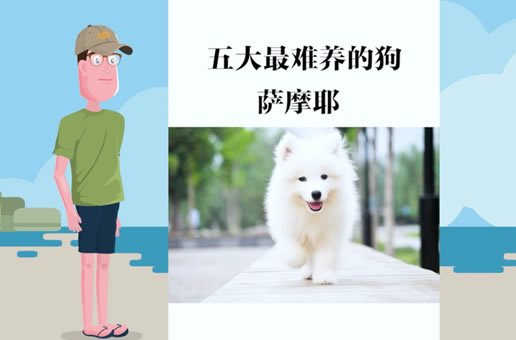 五大最难养的狗之萨摩耶