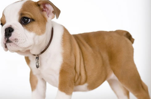 英国斗牛犬