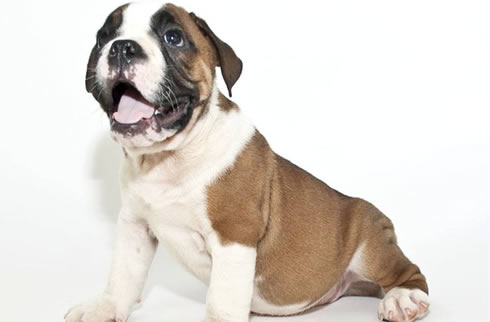 英国斗牛犬