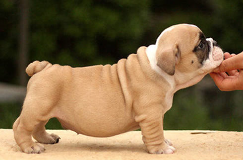 英国斗牛犬