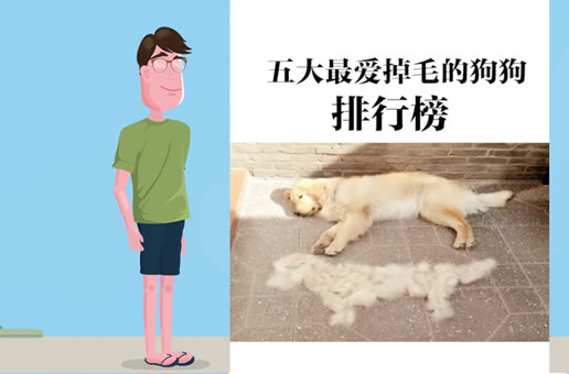 五大最爱掉毛狗狗排名榜