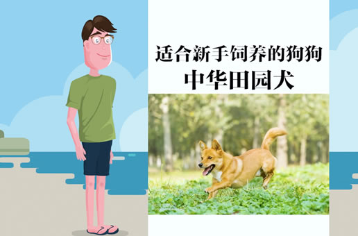 最适合新手喂养的狗狗—中华田园犬