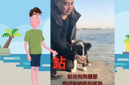 养狗经验分享：狗狗坐、卧、站怎么训练，根本就没有笨狗
