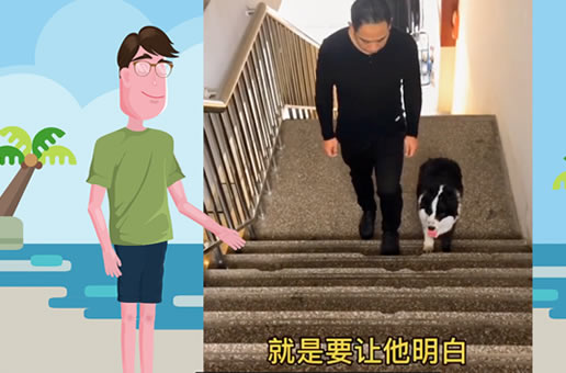 养狗经验分享：教你用上下楼梯训练边牧
