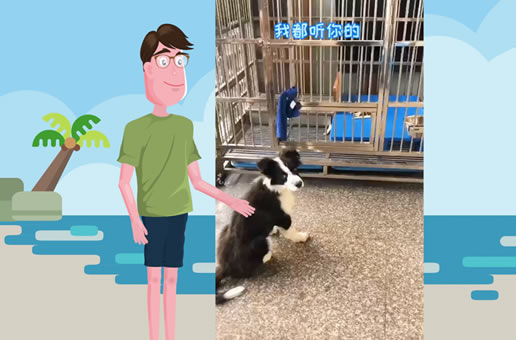 我家边牧不听话，看看我怎么治