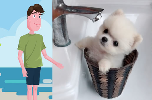 看看4个月大的茶杯犬小俊介，你们喜欢吗？