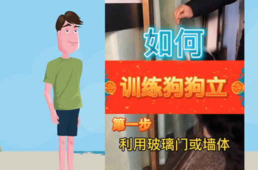 如何训练狗狗学会站立