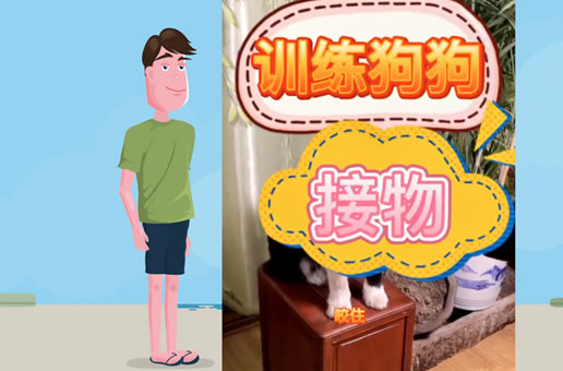 养狗经验分享：如何训练狗狗接东西