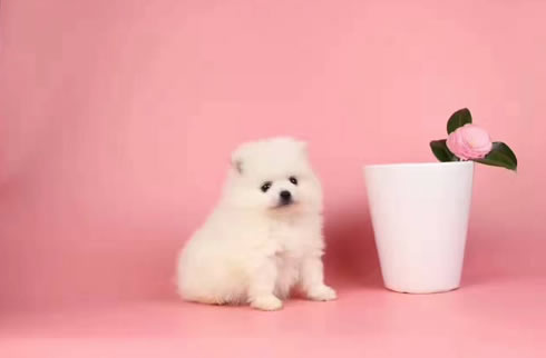 博美犬
