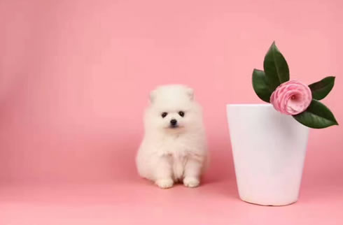 博美犬