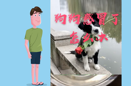 心爱的狗狗感冒了怎么办，只能去找医生吗？