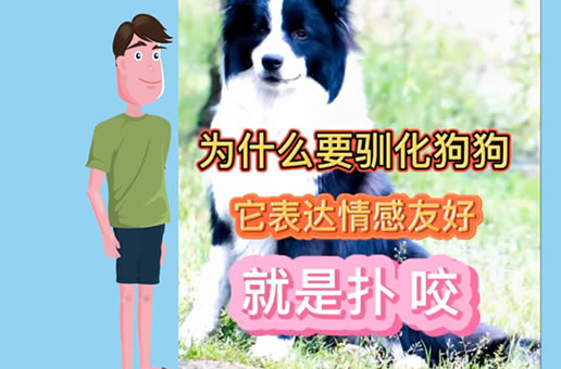 为什么要驯化狗狗，因为它们表达感情的方式就是扑、咬、叫？