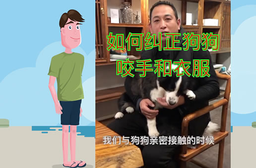 如何纠正狗狗喜欢咬手、撕扯衣服的坏毛病