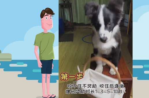 教你如何让狗狗叼篮子、叼玫瑰花