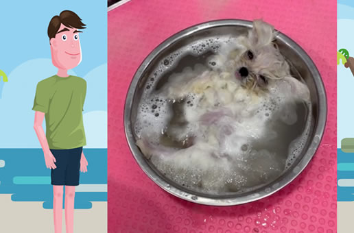 狗狗不听话，就给你放菜盆里泡泡，然后再美个容