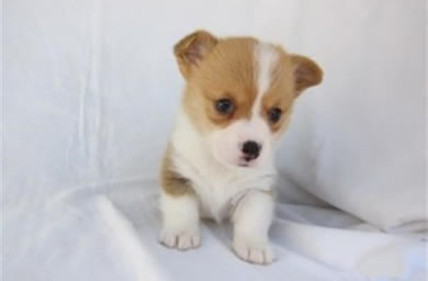 钻石犬舍出售柯基犬幼犬,柯基多少钱,支持送货上门,全国包邮