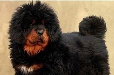 钻石犬舍出售藏獒犬幼犬,藏獒多少钱,送货上门,全国包邮