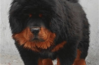 南京犬舍出售纯种健康藏獒犬 保障售后完善服务