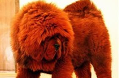 上海本地犬舍出售纯种健康藏獒犬 保障售后完善服务