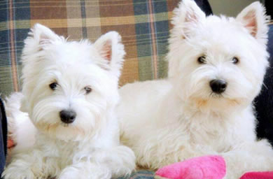 上海钻石犬舍出售西高地幼犬,西高地犬多少钱,送货上门,全国包邮