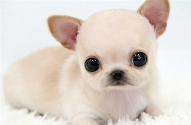 上海钻石犬舍出售吉娃娃幼犬,吉娃娃犬多少钱,送货上门,全国包邮