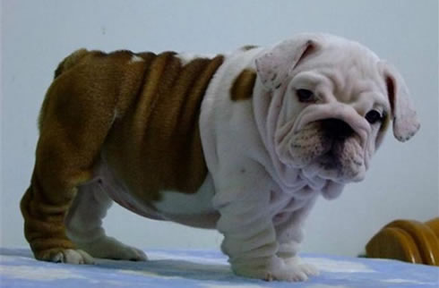 英国斗牛犬