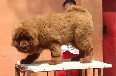 南京钻石犬舍出售藏獒幼犬,藏獒多少钱,送货上门,全国包邮