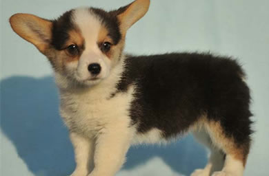 马鞍山优质犬舍出售柯基幼犬,柯基犬多少钱,包纯种,包健康,包存活