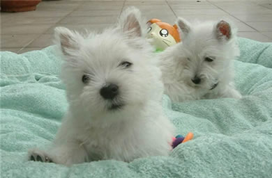 滁州优质犬舍出售西高地幼犬,西高地犬多少钱,包纯种,包健康,包存活