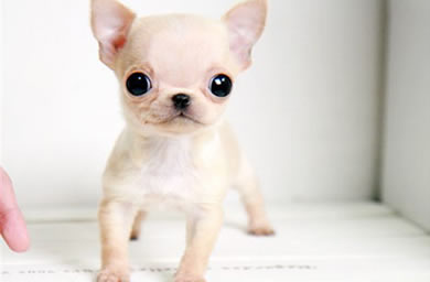 宿州优质犬舍出售吉娃娃幼犬,吉娃娃犬多少钱,包纯种,包健康,包存活