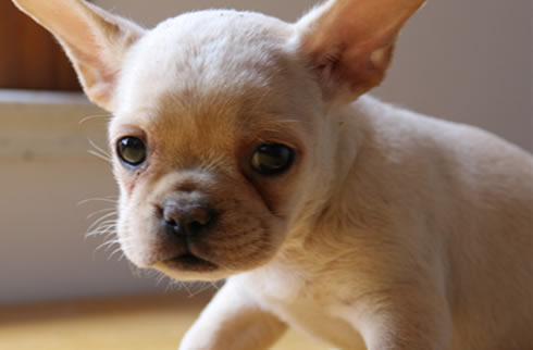 法斗犬