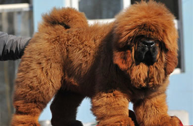 合肥优质犬舍出售藏獒幼犬,藏獒多少钱,包纯种,包健康,包存活