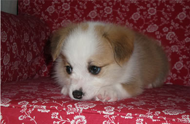 无锡市钻石犬舍出售柯基犬幼犬,柯基犬多少钱,送货上门,全国包邮