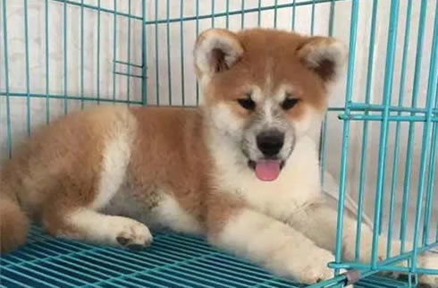 秋田犬