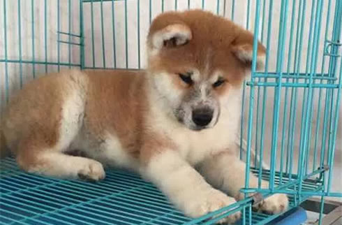 秋田犬