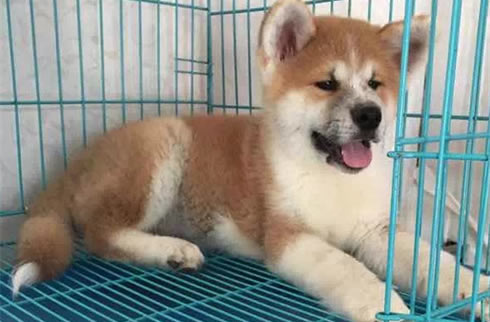 秋田犬