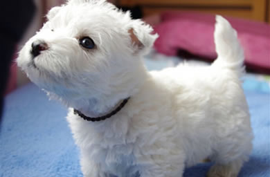 扬中市钻石犬舍出售西高地幼犬,西高地多少钱,送货上门,全国包邮