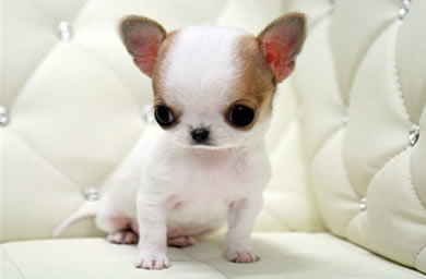 杭州市钻石犬舍出售吉娃娃幼犬,吉娃娃犬多少钱,送货上门,全国包邮