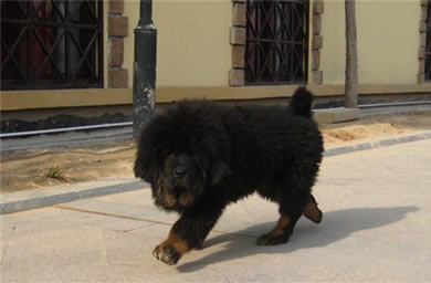 丽水市钻石犬舍出售藏獒幼犬,藏獒多少钱,送货上门,全国包邮