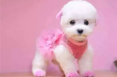 建德市钻石犬舍出售泰迪幼犬,泰迪多少钱,送货上门,全国包邮