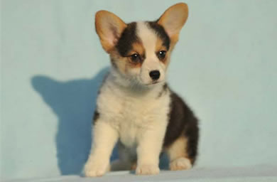 余姚市钻石犬舍出售柯基幼犬,柯基多少钱,送货上门,全国包邮